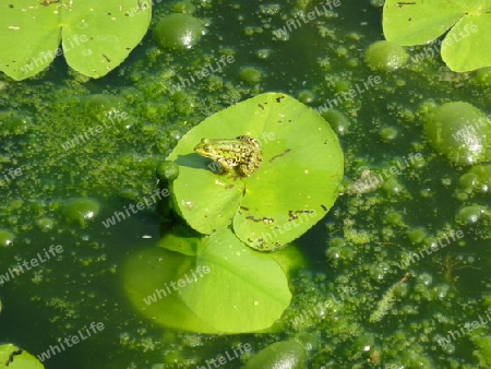 Frosch auf Teichrosenblatt