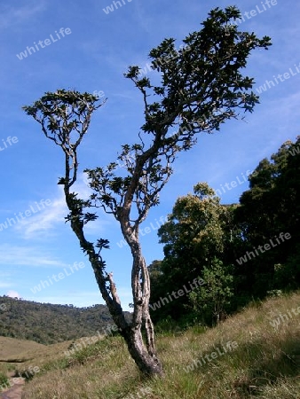 Baum im Worlds End National Park