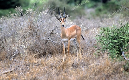 Gazelle