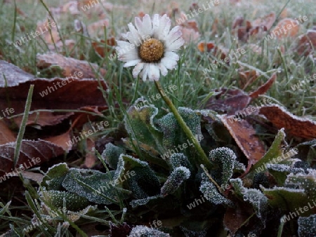 Gänseblümchen im Morgenfrost I