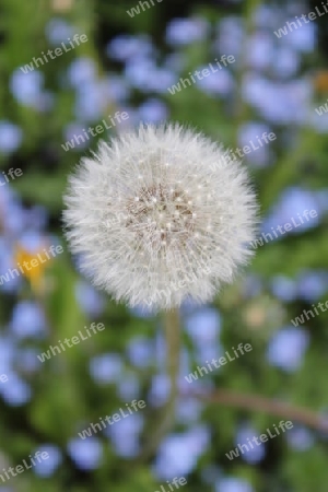 Pusteblume