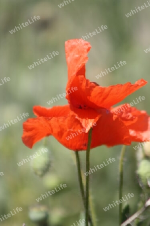 Wilder Mohn