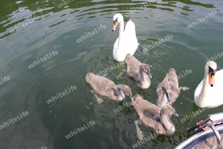 Schwanenfamilie am Boot