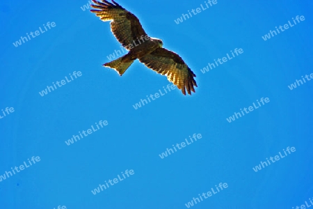 Yellow-billed Kite, Mirvus Aegyptius