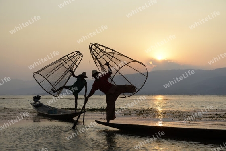 Fishermen at sunrise in the Landscape on the Inle Lake in the Shan State in the east of Myanmar in Southeastasia.