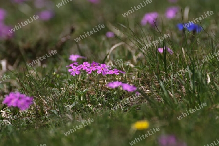 Mehlprimel, Primula farinosa