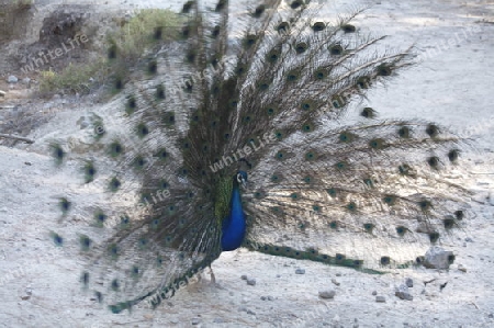 Pfau