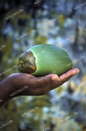 Kokosnuesse auf der Insel Praslin auf den Seychellen im Indischen Ozean.