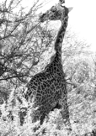 Giraffe, in, Tsavo, West, Kenya, Kenia, Afrika