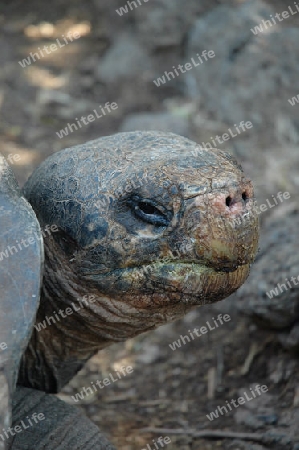 Giant Tortoise