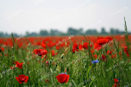 Mohn Feld