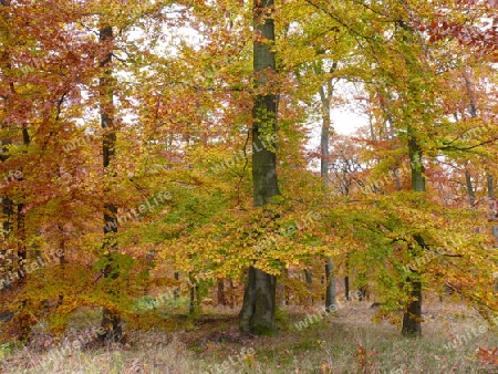 Herbstlicher Buchenwald