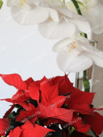 roter Weihnachststern,weisse Orchidee