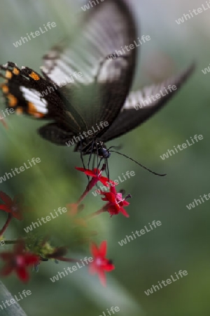 Schmetterling