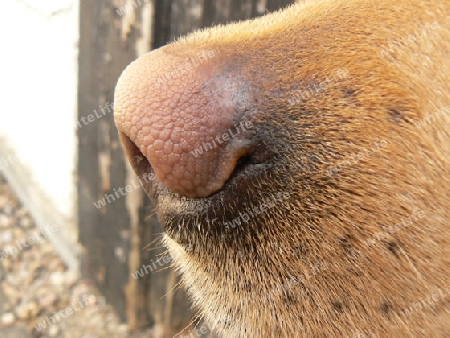 Hundeschnauze