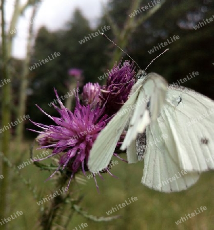 Kohlweißling auf Distel II