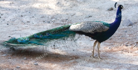 Pfau