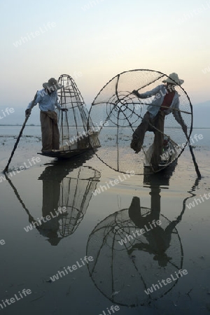 Fishermen at sunrise in the Landscape on the Inle Lake in the Shan State in the east of Myanmar in Southeastasia.