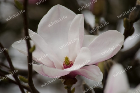 zartrosa Magnolien-Bl?te