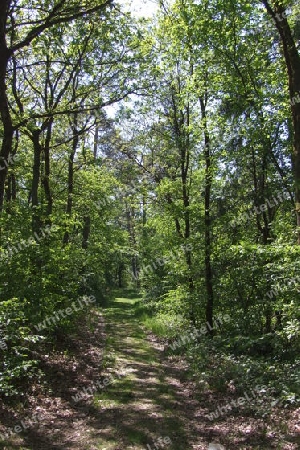 schattiger Waldweg