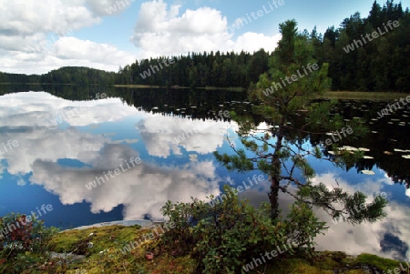 Waldsee