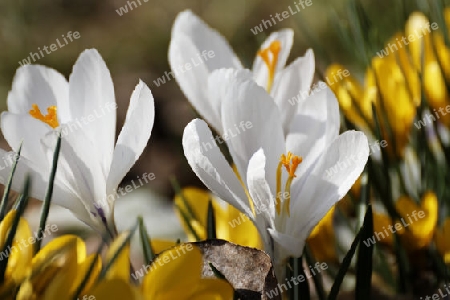 Krokus, Crocus vernus