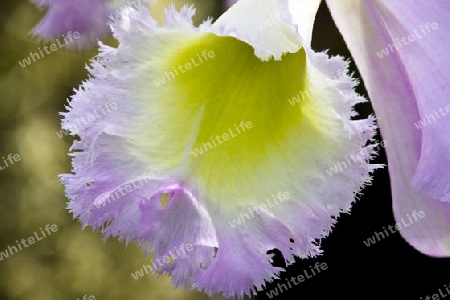 Cattleya