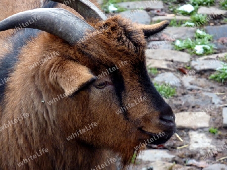 Ziegenbock, Kopf