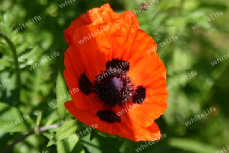 Roter Mohn