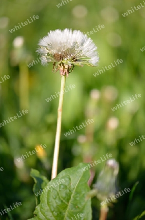 Pusteblume