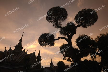 Der Wat Arun Tempel in der Stadt Bangkok in Thailand in Suedostasien.