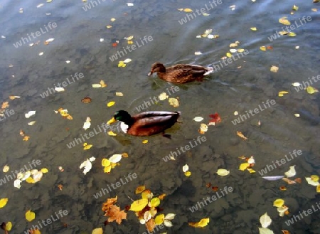 Enten am See