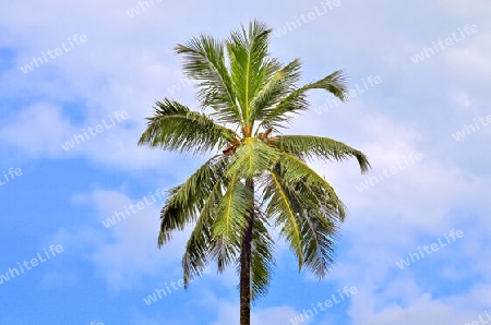 Beautiful palm trees at the beach on the tropical paradise islands Seychelles