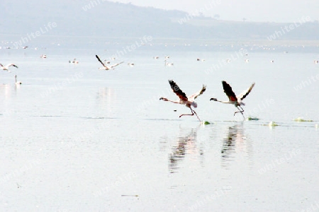 Lesser Flamingo, Phoeniconaias minor