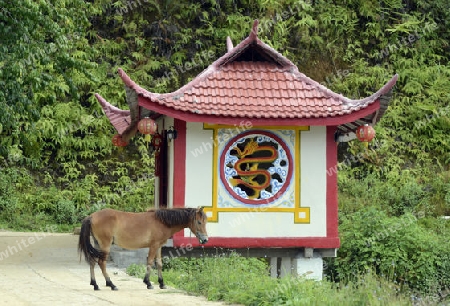 Ein kleiner Chinesischer Tempel bei Mae Aw im Grenzgebiet zu Burma beim Dorf Mae Hong Son im norden von Thailand in Suedostasien.