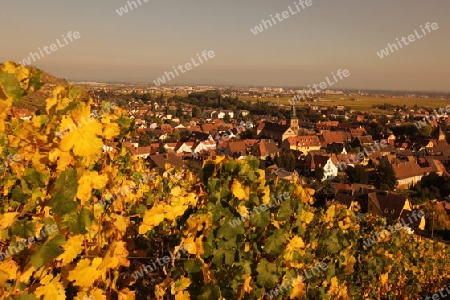 the olt town of the village of Riquewihr in the province of Alsace in France in Europe