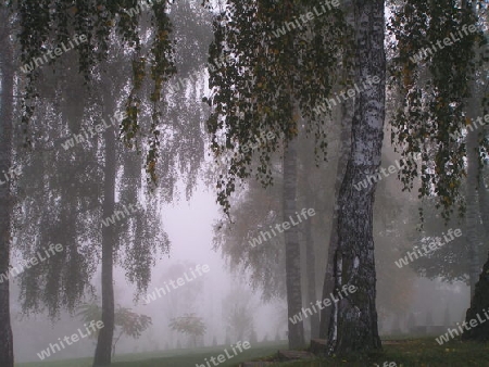 birke im Nebel