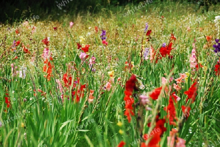 Buntes Gladiolenfeld