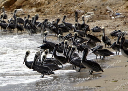 Suedamerika, Karibik, Venezuela, Isla Margarita, Halbinsel, Peninsula de Macanao, Macanao, Pelikane, Wilde Kolonie von Pelikanen, Sitzen, Tier, Vogel,