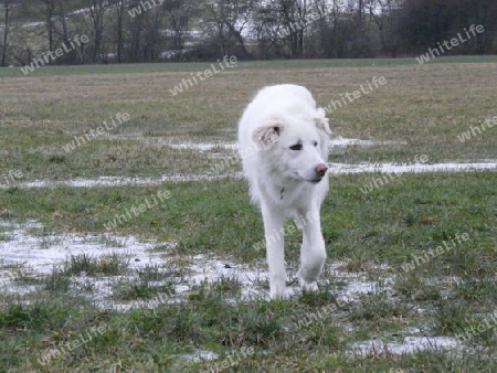 Maremmano, junger Maremmaner Hirtenhund P1220677