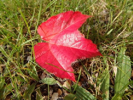 Ahorn im Herbst