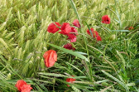 Roter Mohn