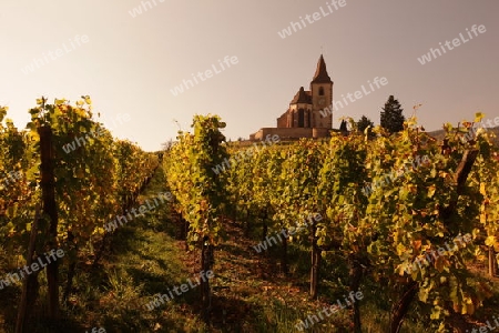 The wine Hills of  the village of Hunawihr in the province of Alsace in France in Europe