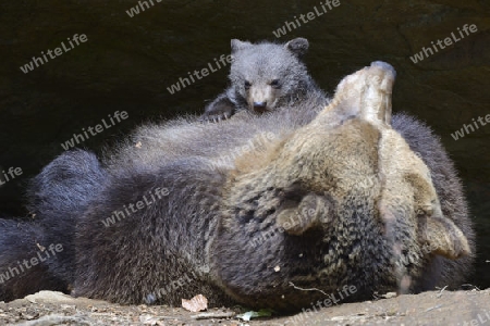 Europ?ischer Braunb?r (Ursus arctos), Muttertier s?ugt Jungtier, 3 Monate, captive, Bayern, Deutschland