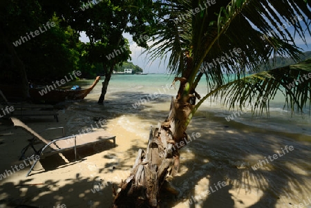 A Beach on the Island of Ko PhiPhi on Ko Phi Phi Island outside of the City of Krabi on the Andaman Sea in the south of Thailand. 