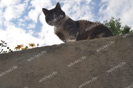 Katze auf Mauer