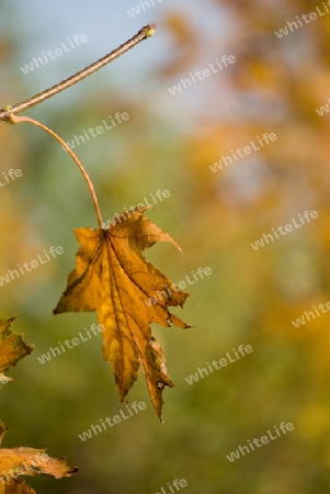 Herbstblatt