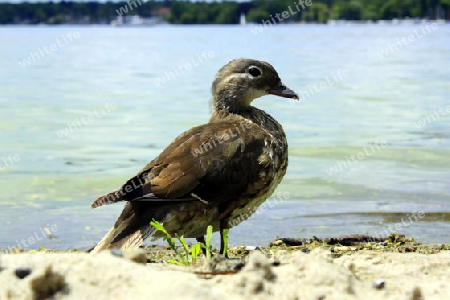 junge ente am strand