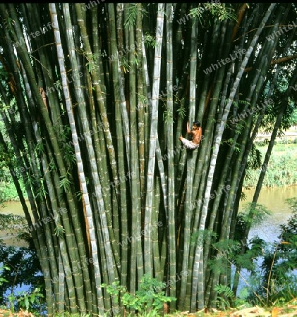 Bambus Strauch Sri Lanka