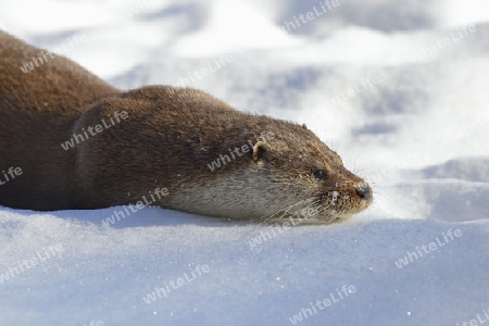 europ?ischer Fischotter ( Lutra lutra) Portrait im Schnee im Winter, Brandenburg, Deutschland, Europa